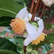 Camellia ptilophylla